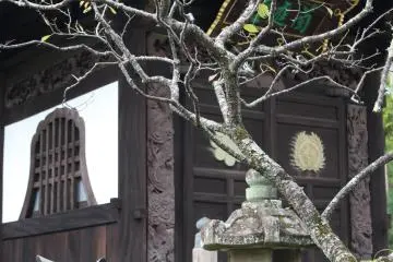 The view of a tree