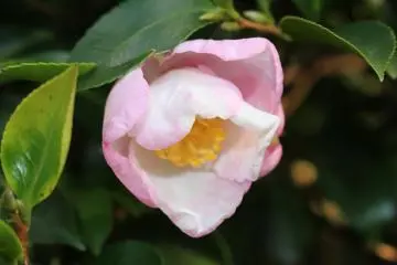 Blooming flowers