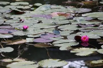 Water lilies