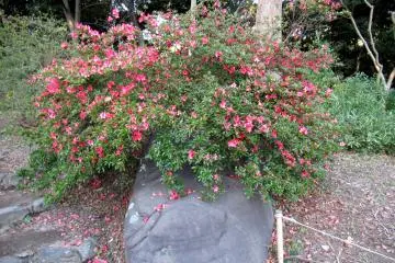 Autumn azalea