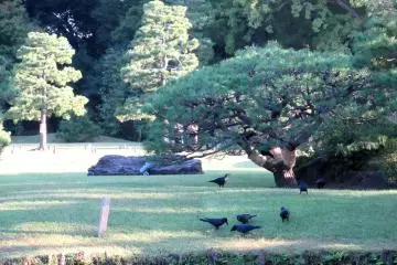 Crows inhabiting Rikugien