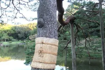 Waramaki protective tree wrappings 