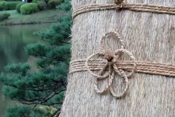 Close up of a waramaki 