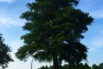 Massive trees and the reservoir as backdrop 
