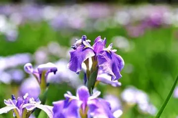 A sea of purple (Photo:  Iris Flowers Blooming in Mizumoto Park – <a href="https://www.flickr.com/photos/ichikawa-city/35028510756/in/photolist-VnmgSC-VuqPY6-HD3GPg-Upi3jA-Huu8EE-V6GAhy-Huuaoj-VCnghC-HD1g8a-HA8yL1-GHpnio-HdKnbb-HA6mem-HD1NhV-HA6N4h-VCncd5-GHnhbU-VFV6cz-UpiHhA-Husg4w-V6HzfS-HA8gYd-HA6rXf-V6G97Y-VFTXCi-UsqRXi-UphKTQ-V6FR5b-VupUhZ-VFTtDn-VusJrR-VFTDNv-V6KhG7-V6Gp1W-UsqUPk-VCky5j-HutQzN-HwQ9mM-UspXYt-Vur33g-V6K8zQ-HdJ77f-HD1mxt-GHn8iy-GHrZ22-HwPH4T-HdJrUm-HD1HgH-HwQccB-HushNU" target="_blank" rel="noreferrer noopener nofollow">Shun Shirai</a> / <a href="https://creativecommons.org/licenses/by-nc-nd/2.0/" target="_blank" rel="noreferrer noopener nofollow">CC BY-NC-ND 2.0</a>)