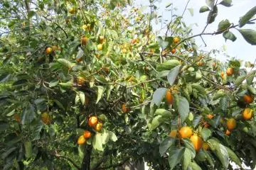 Fruit trees