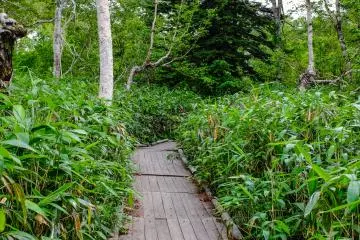 The raised wooden board walk makes you feel right in the heart of nature