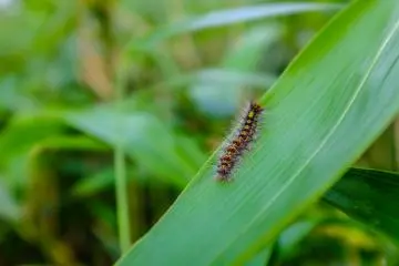 Keep a look out for various insects and birds that inhabit the forest