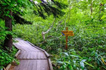 The walkway is surrounded by lush forest