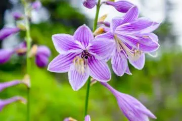 The forest features beautiful seasonal flowers