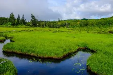 The raised wooden board walk is quite low, giving you a real sense of walking through the marsh land