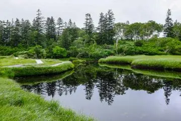 Pine trees reflecting off the marsh