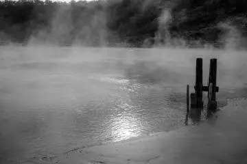 De nombreux insectes vivent à la surface de ce lac