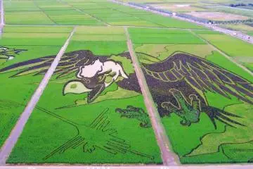 Rice Field Art in Gyoda 2026