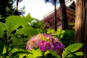  Soon after passing by the main gate, (the Sanmon) you begin to see some of the first hydrangeas