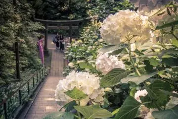 Situated close by to the ‘Sanmon’ is a small Shrine which is filled with many different flowers