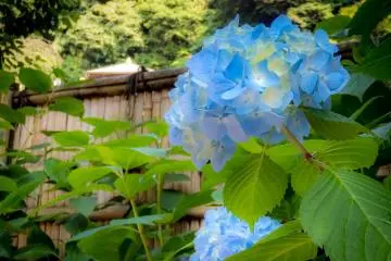 Some pretty blue flowers located near the ‘Keishoan’, (main prayer hall)