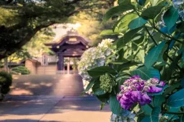 With such a wide range of colorful flowers, Enkakuji is a good place to seek some solitude 