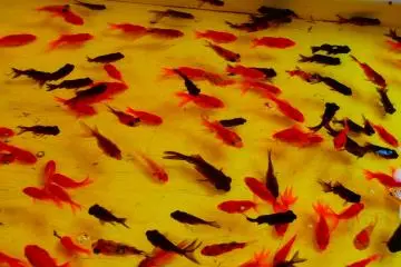 <p>Catching gold fish with thin paper plates is a very popular festival activity among children</p>