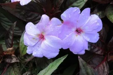 Tender flowers