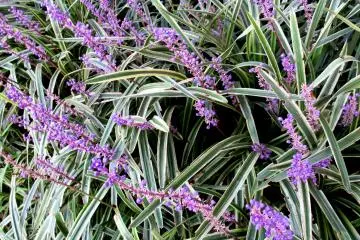 Blooming grass