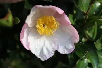 Tender spring-like flower