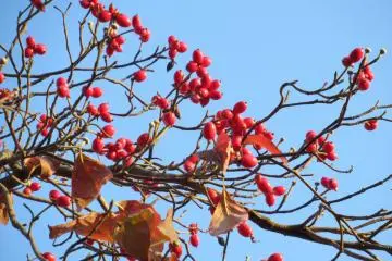 Berries