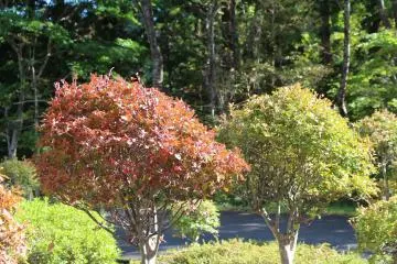 In October the trees start to change colours