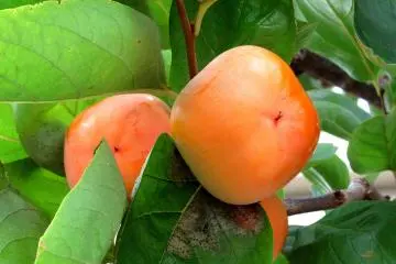 Persimmons