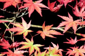 Momiji