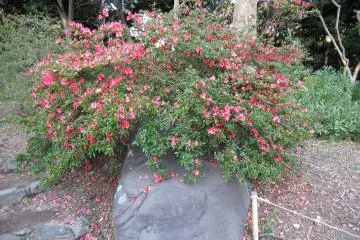 Azalea