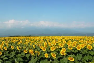 Fields that stretch across the horizon (Photo: <a href="https://commons.wikimedia.org/wiki/File:Akeno_village_sunflower_field.JPG" target="_blank" rel="noreferrer noopener nofollow">さかおり</a> / <a href="https://creativecommons.org/licenses/by-sa/3.0/deed.en" target="_blank" rel="noreferrer noopener nofollow">CC BY-SA 3.0</a>)