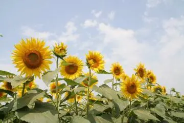 Flowers up close (Photo: <a href="https://www.flickr.com/photos/skyseeker/29923362" target="_blank" rel="noreferrer noopener nofollow">skyseeker</a> / <a href="https://creativecommons.org/licenses/by/2.0/" target="_blank" rel="noreferrer noopener nofollow">CC BY 2.0</a>)