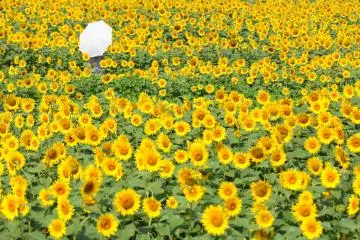 The fields make for wonderful photo opportunities (Photo: <a href="https://www.flickr.com/photos/mrhayata/2763137640" target="_blank" rel="noreferrer noopener nofollow">mrhayata</a> / <a href="https://creativecommons.org/licenses/by-sa/2.0/" target="_blank" rel="noreferrer noopener nofollow">CC BY-SA 2.0</a>)