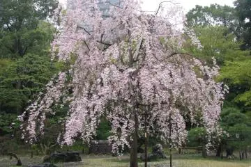 Koishikawa Korakuen