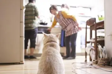 With so much fish everywhere it's no surprise Ojika Island is a cat paradise.
