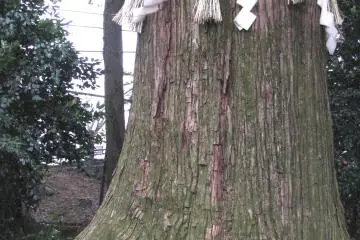 Sacred tree of Takao-san, Tokyo