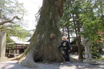 Sacred tree of Suwa Taisha, Nagano