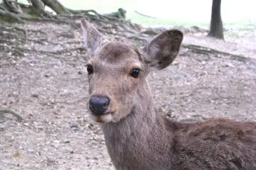 One Day in Nara Park