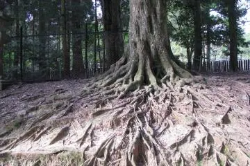 Intricate roots on the way to Kasuga Taisha