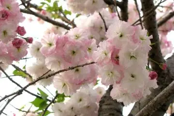 Tender sakura blossoms 