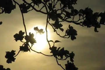 Sunset with flowers