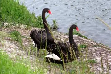In Mito you can see a lot of swans
