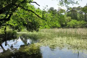 Omiya Park, Saitama