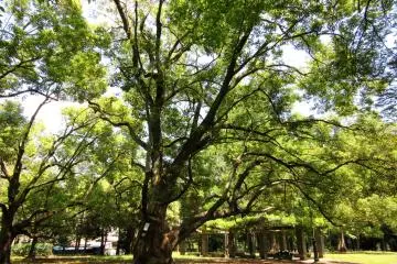 Omiya Park, Saitama