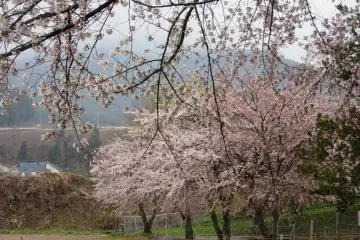 Blooming sakura in Yudanaka Onsen