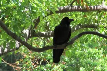 I met a crow that greeted me loudly