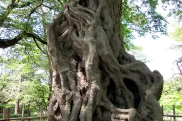 An unusual tree that I came across
