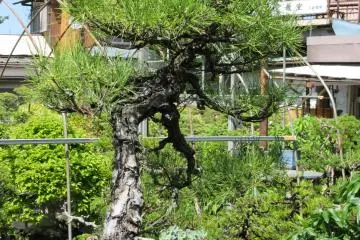 The art of bonsai is amazing!