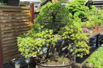 Bonsai pine tree